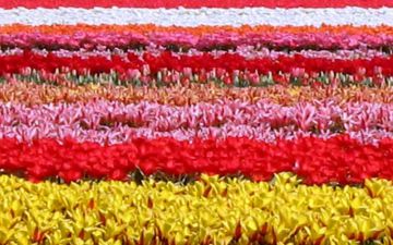 Gay travel guide for Netherlands